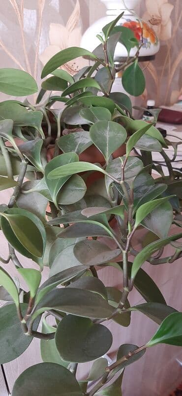 растения для аквариума: Комнатное растение в горшке — 3