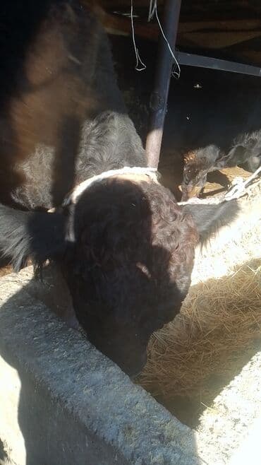 продаю музоо торпок корова самка бык самец айрширская ангус алатауская на забой для разведения на откорм племенные нетель привязанные: Продаю | Бык (самец) | Для разведения | Привязанные — 1