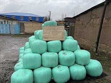 кой козы: 🌿 ЖАНЫ СИЛОС САТЫЛАТ! 🌿 📍 Дареги: Арашан айылы (Стрельник), борбору — 1