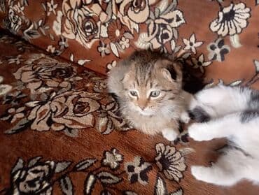 скоттиш страйт котята: Котята, помёт из трёх малышей. - Окрас: два тигровых табби — 2