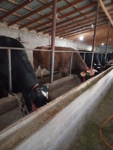 племенные коровы молочные купить: Продаю | Корова (самка) | Для молока | Стельные — 8