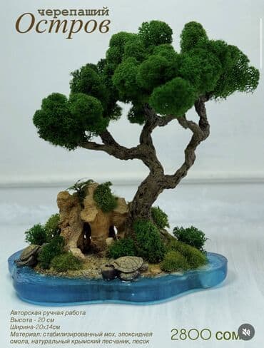 самшит декоративный кустарник: Интерьерные композиции с деревом бонсай из натурального живого — 1