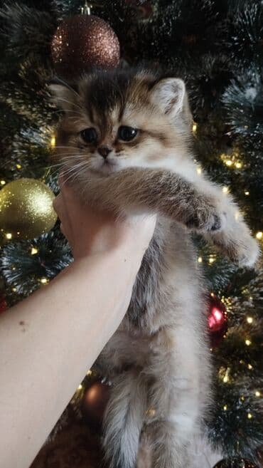 абесинская кошка: Скотиш Страйт (Шотландская прямоухая), 1 месяц, Мальчик, Золотая шиншилла, Приучена к лотку, Проглистована — 3