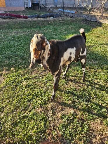 Собаки: Продаю | Козёл (самец) | Нубийская | Для разведения | Племенные — 3