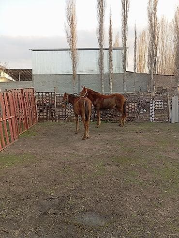 Животные: Продаю | Жеребенок | Рабочий — 1