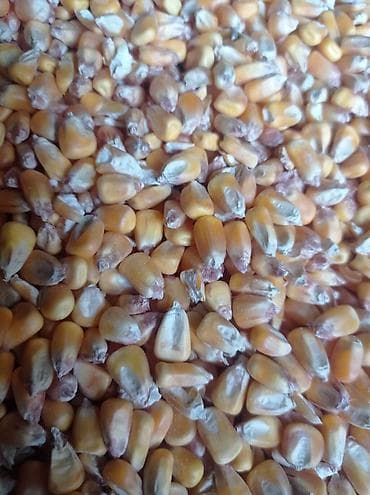 Ветеринар кызматы: Кукуруза зерновая (кормовая) - Желто-оранжевое полнотелое зерно — 2
