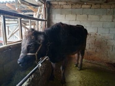 Продаю | Тёлка | Для разведения | Привязанные