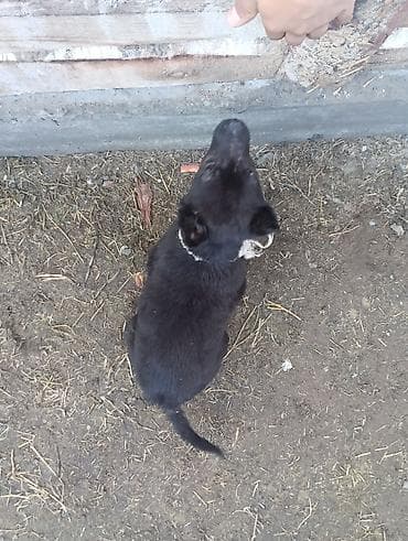 ит мал айдаган: Ит бекер берилет: Бельгия овчаркасы, 2 айлык, Эркек, Эмделген — 7