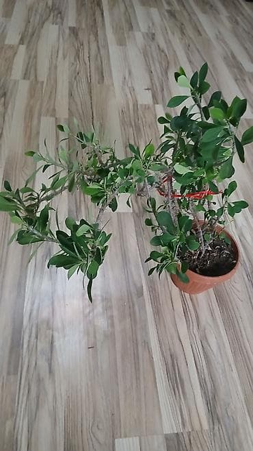 Комнатные растения: Малочай по 500с каждый — 2