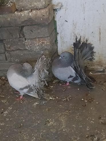 Продаю голубей Павлины голуби пепельных окрасов.пара 5000 Описание