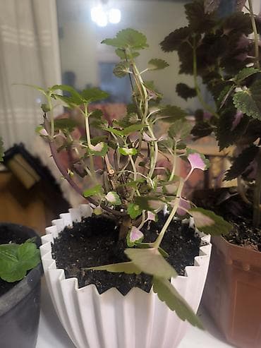 пеларгония: Все по 500 сом Коллекция комнатных растений — колеусы (Coleus — 7