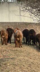 Продаю | Баран (самец)