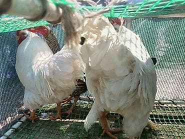 броллер цыплята: Продаю | Петух | Для разведения — 2