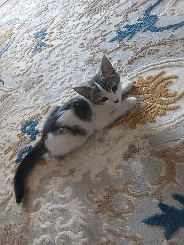 белый кошка: Котёнок в добрые руки. Милый домашний котёнок с бело-серым окрасом и — 6