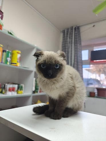 сколько стоит лысая кошка: Котёнок с колорпойнт-окрасом (светлая шерсть с шоколадными поинтами на — 1