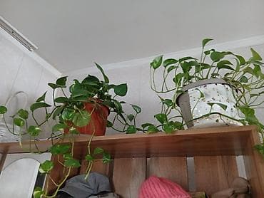 Традесканции: Эпипремнум (Scindapsus, «плющ-фикус») — ампельное комнатное растение с — 2