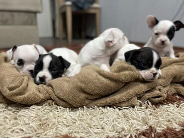 сколько стоит бульдог: Добрый день! Дамы и господа! Вашему вниманию предлагаются элитные — 8