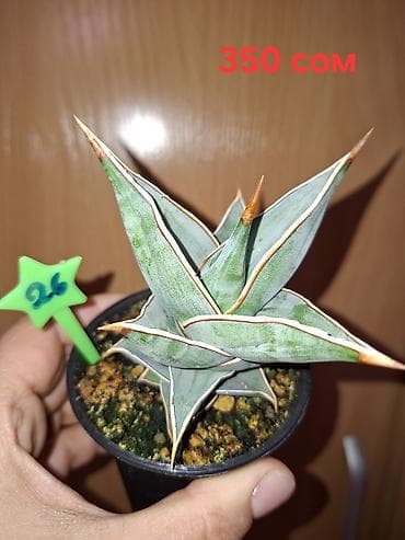 Фикусы: Комнатные растения в горшках. 1) Фикус бенджамина (узколистный — 5