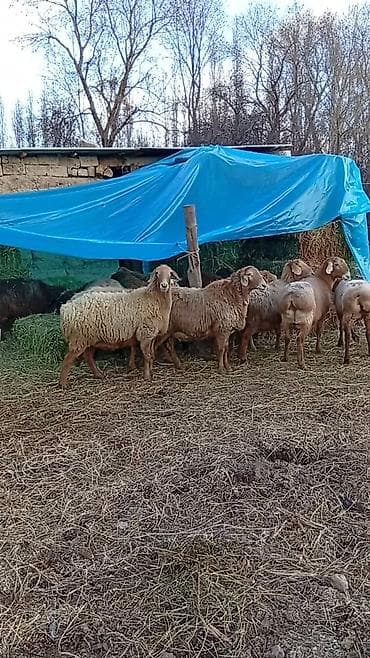 Продаю | Баран (самец) | Арашан