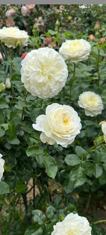 анар сок: Саженцы Платная доставка — 2