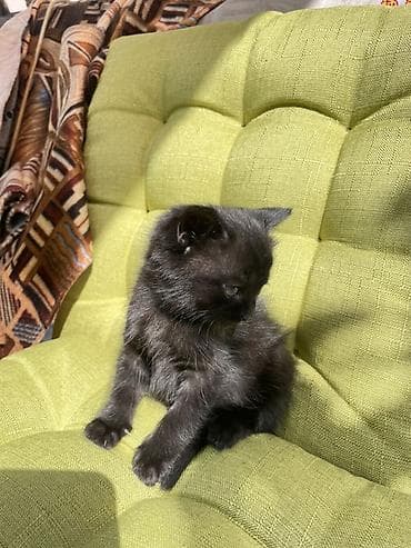 мышык фото: Отдам даром котеночка мальчик возраст 1 месяц очень ласковый игривый — 5