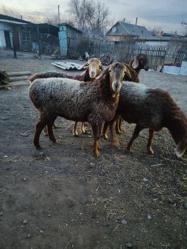 обучение собак: Продаю | Овца (самка) | Для разведения | Племенные — 3