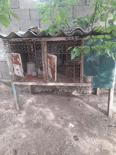 кролик французский баран: Продаю | Крольчиха (самка), Кролик самец, Крольчата | Серый великан, Белый великан, Фландр | На забой, Для разведения — 1
