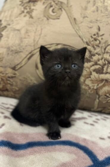 вислоухие кот: 1 месяц, Мальчик, Серебристая шиншилла, Метис, Приучена к лотку — 5