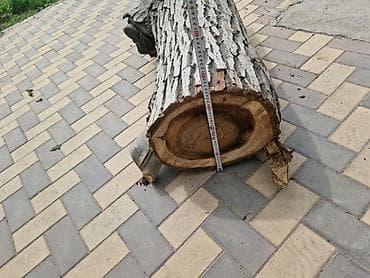 Лес кругляк: Бревно лиственной породы орех заготовки для токарных работ — 1