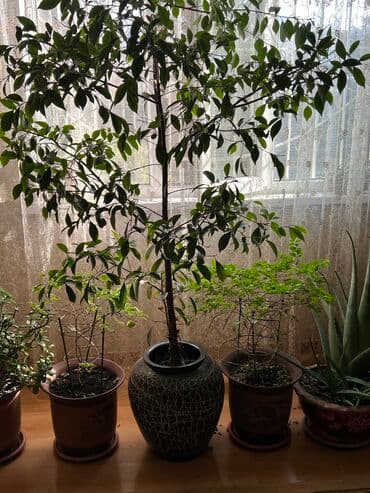 сколько стоят гипсофилы: Цветущее растение 3000 сом 2 штуки Дерево фикус 7000 сом Малочай 5000 — 2