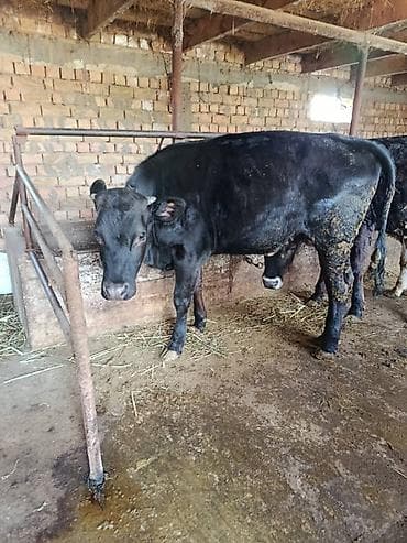 матрица для вощины: Продаю | Бык (самец) | На откорм | Привязанные — 7