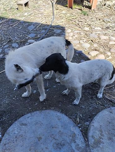 гончак собака: Щенки/молодые собаки среднего размера, дворняги. Окрас: один белый с — 3