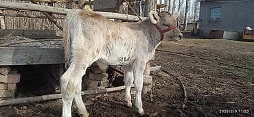 продаю теленок: Продаю | Музоо, торпок | Полукровка | На откорм | Осеменитель — 1