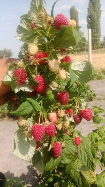 спальные гарнитуры бу бишкек: Малина кочоттор сатылат сорт Аргинал Полка кепилдиги менен баасы 13 — 3