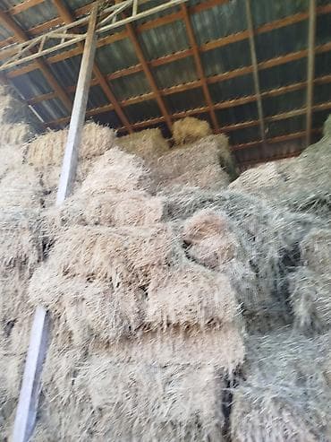продаю опилку: Сено в тюках - Заготовка в тюках прямоугольной формы, стандартного — 2