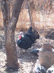 купить чау чау в бишкеке: Продаю | Индюшка (самка), Индюк (самец) | Полукровка, Черный принц | На забой, Для разведения | Племенные — 5