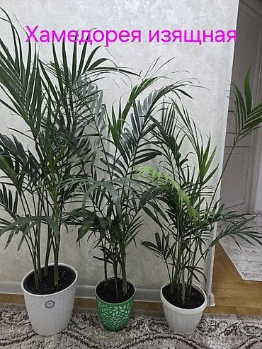 комнатный перец: Аглаонема (декоративно-лиственное комнатное растение) - Сорт с — 10