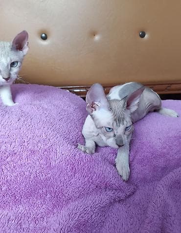 Продажа кошек: Котята донских сфинксов 3-х месячные мальчик и девочка готовы — 2