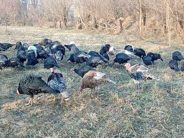 купить кошку бишкек: Продаю | Индюк (самец) | Для разведения | Племенные — 2