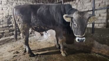 кролики декоративные: Продаю | Бык (самец) | На откорм | Привязанные — 2