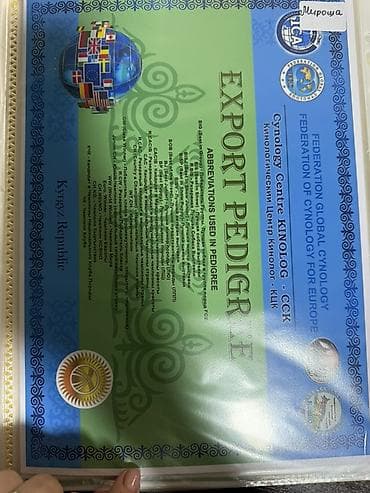 шотландская кошка бишкек: Щенки французского бульдога - Порода: французский бульдог - Окрас — 8