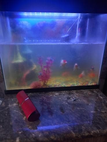 купить малек форели: Аквариум с комплектом для запуска - Стеклянный аквариум прямоугольной — 1