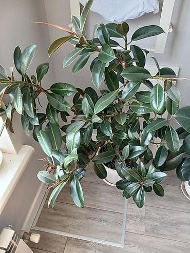 Фикусы: Фикус эластика (Ficus elastica, каучуконосный фикус) в декоративном — 4