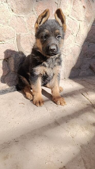 немецкая овчарка сколько стоит: Немецкая овчарка, 2 месяца, Самка, С прививкой, С родословной — 2