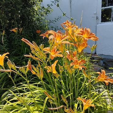 осень весна: Многолетние садовые растения — коллекция декоративных цветов — 3