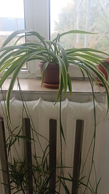 растения для аквариума: Хлорофитум вариегатный в горшке. - Комнатное растение с длинными — 5