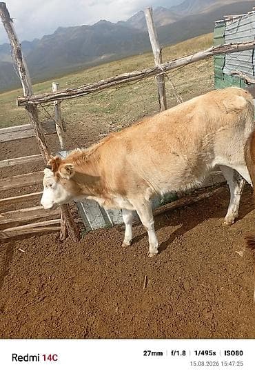 американский булли бишкек: Продаю | Бык (самец) | На откорм — 8