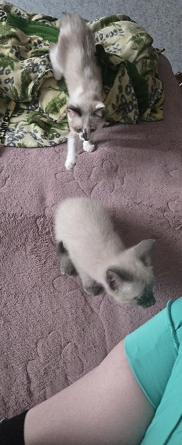 сиамский: Сиамская, 2 месяца, Девочка, Приучена к лотку — 4