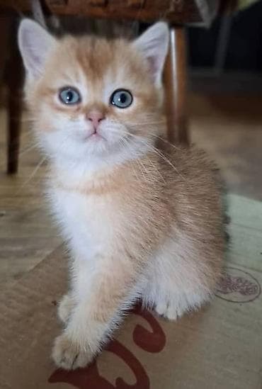 Продаются котята Британцы Возраст 2 мес. Котята клубные Окрас Золотая
