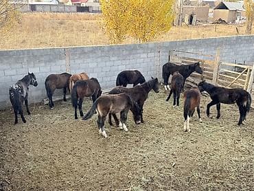 Аквариумдар: Сатам | Тай | Аргын | Көбөйтүү үчүн — 1